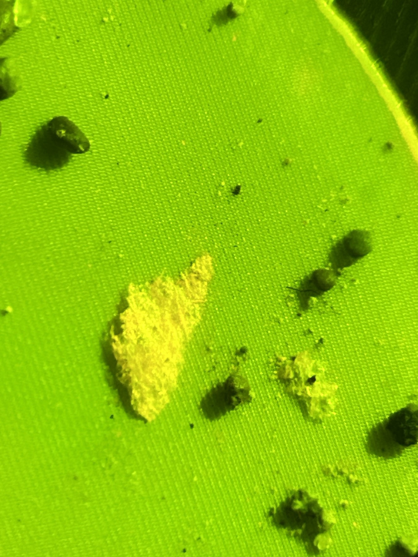 Amostra 5c, foto original
